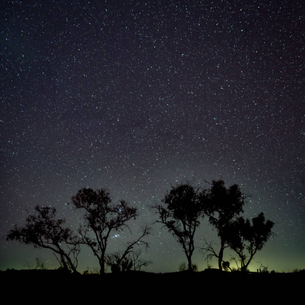Silhouette of trees in front of dark night sky in southern hemisphere Australia stock photo