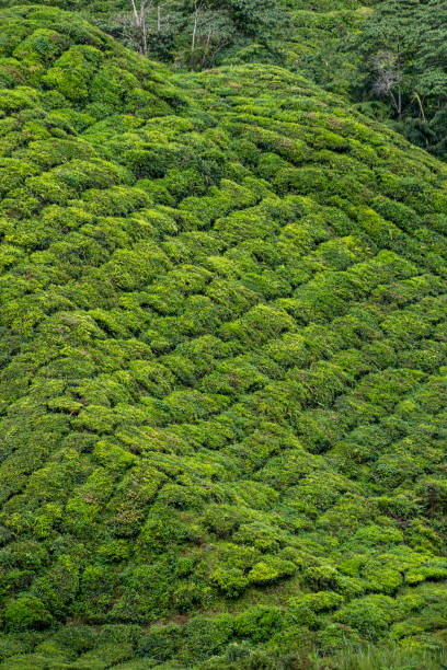 Tea plants covering steep mountain slope in Malaysia Tea plants covering steep mountain slopes in Malaysia cameron montana stock pictures, royalty-free photos & images