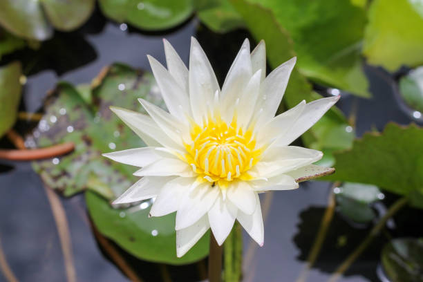 Beautiful lotus blooming flower with green leaf in the pond. Beautiful lotus blooming flower with green leaf in the pond. nymphaea stellata stock pictures, royalty-free photos & images
