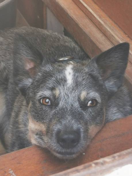 istock Australian Cattle Dog is looking out of a hole 1169912241