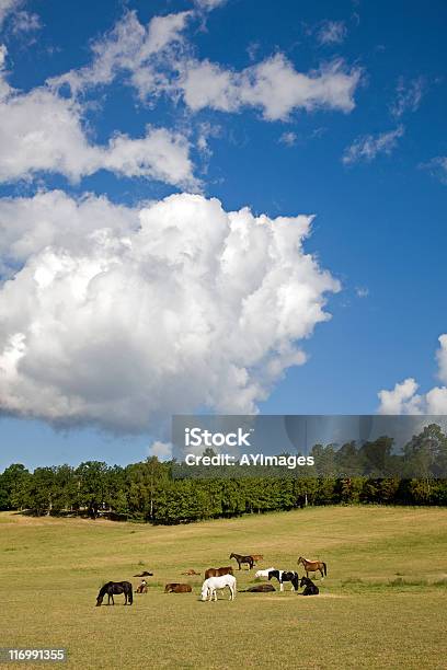 Skandinavischer Sommer Lidingö Stockfoto und mehr Bilder von Agrarbetrieb - Agrarbetrieb, Blau, Domestizierte Tiere