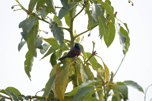 istock Sunbird of Rwanda sucking flower 1169913873