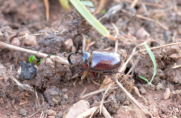 istock African Beetle of Rwanda 1169913928