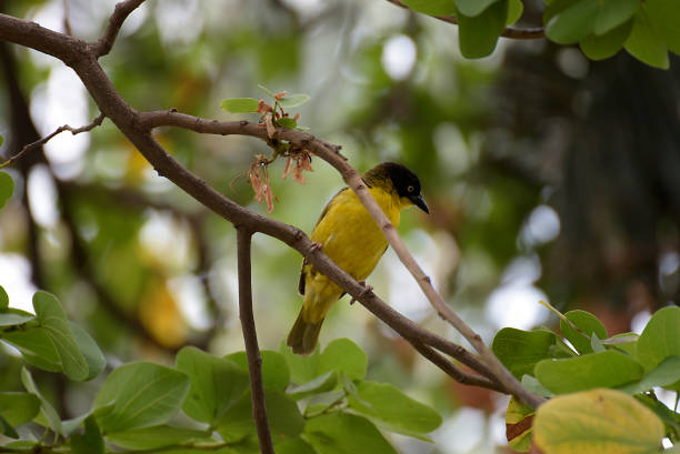 istock Baglafecht weaver of Rwanda 1169913929