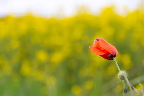 Single red poppy growing outdoors in summer against a blurred yellow green background of a rape field with copy space