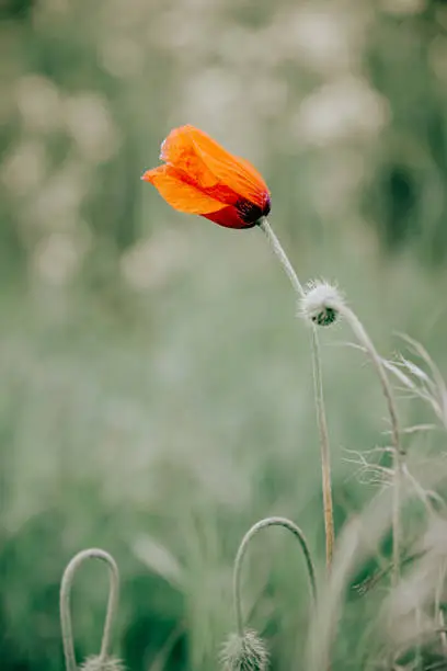 Single red poppy growing in a green agricultural field with copy space in a close up view and selective focus to the flower