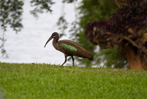 Hadada Ibis of Rwanda