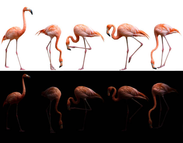 oiseau de flamant américain (phoenicopterus ruber) sur fond foncé et blanc - flamingo bird isolated animal leg photos et images de collection