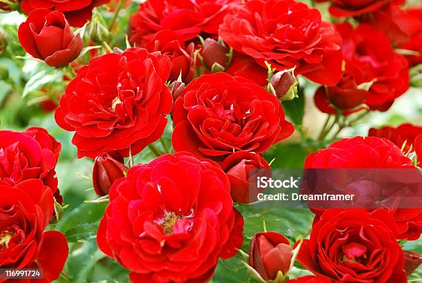 Photo libre de droit de Roses Rouges banque d'images et plus d'images libres de droit de Affectueux - Affectueux, Amour, Anniversaire