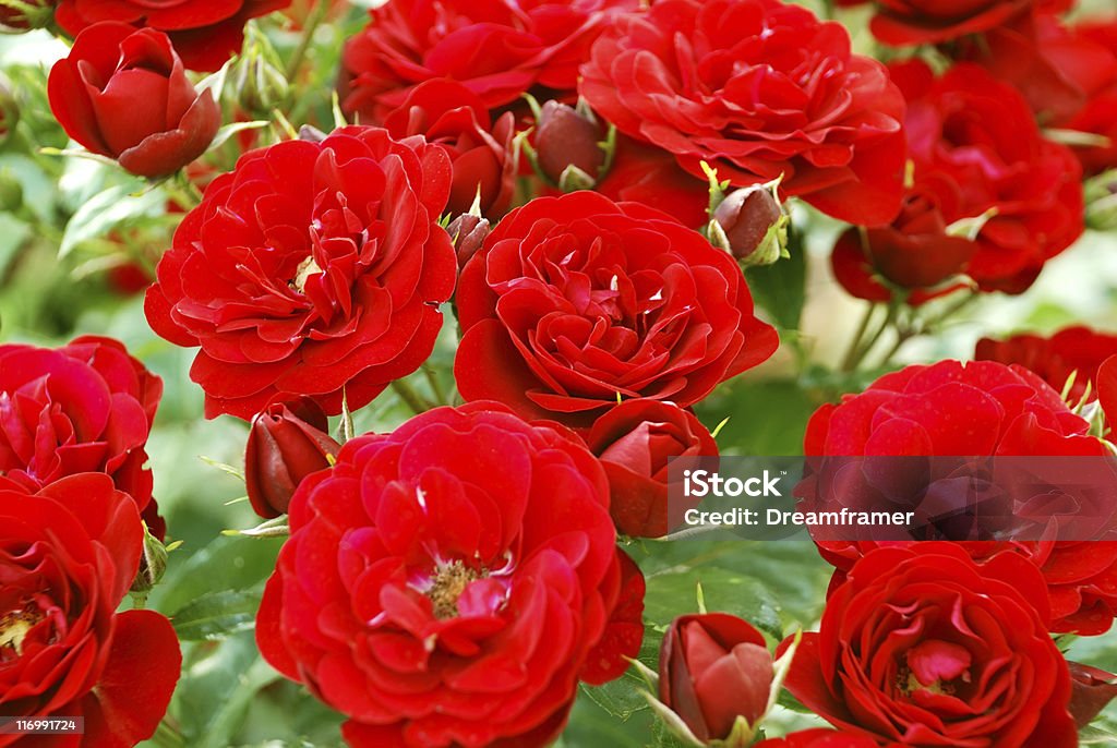 red roses (expressão inglesa) - Royalty-free Amor Foto de stock