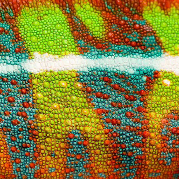 istock close-up on a colorful reptile skin 116991885