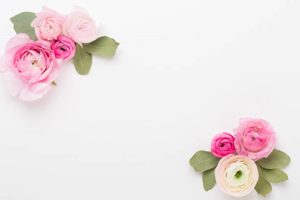 Beautiful colored ranunculus flowers on a white background. Valentines day greeting card.
