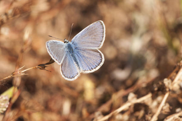 istock Polyommatus icarus celina Common Blue small, deep blue butterfly perched on a plant 1169919693