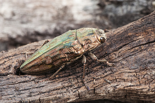Chalcophora mariana flatheaded pine borer metallic-looking beetle whose larva devours dead and diseased pine trees blurred background natural light