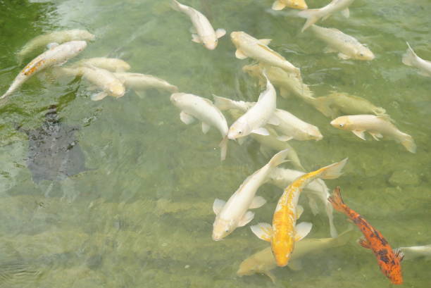 istock some fish in the lake 1169919850