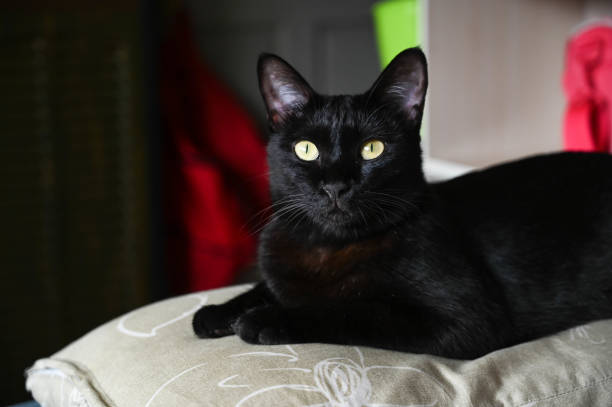 istock Closeup black cat face.It is a pet. 1169919940