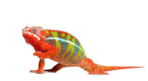 istock Colorful 18 month old panther chameleon raising arm 116992004