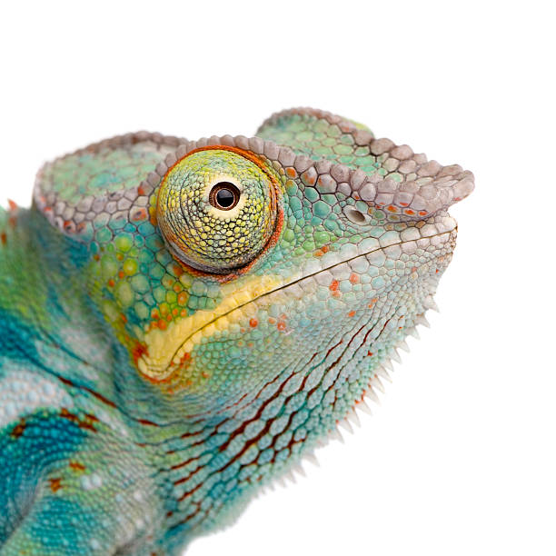 istock Young colorful panther chameleon on white background 116992086