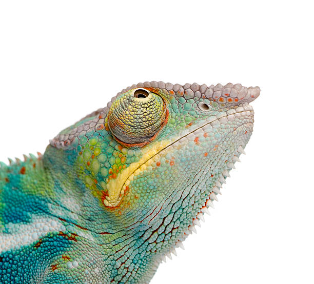istock Young Panther Chameleon Furcifer Pardalis - Ankify (8 months) 116992089