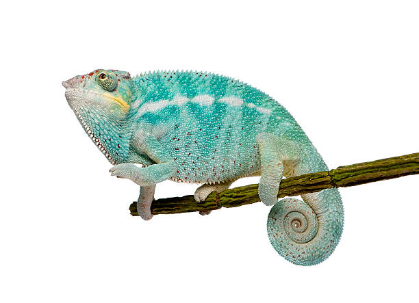 istock Young Panther Chameleon Furcifer Pardalis - Nosy Be (7 months) 116992098