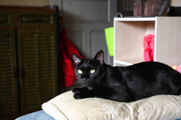 istock Black cat licking on pillow at home. 1169920980
