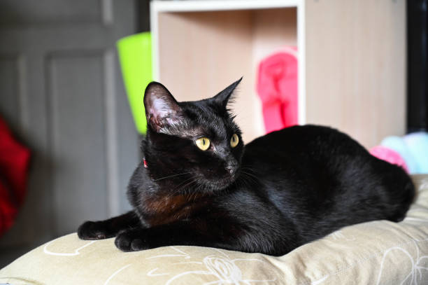 istock Black cat licking on pillow at home. 1169921053