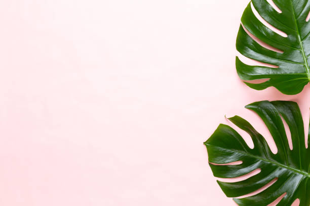 istock Tropical Jungle Leaf, Monstera, resting on flat surface, on peach background. 1169921254