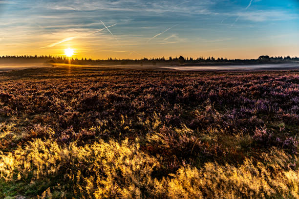 380+ Heather Peter Stock Photos, Pictures & RoyaltyFree Images iStock