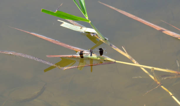 istock Dragonfly of Rwanda 1169922866