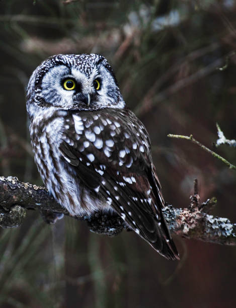 istock Alert Boreal Owl, Aegolius funereus 1169927024