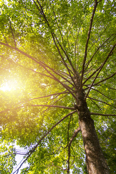 istock Green concept. Top tree with green Leaves shot from below and sun light. 1169927658