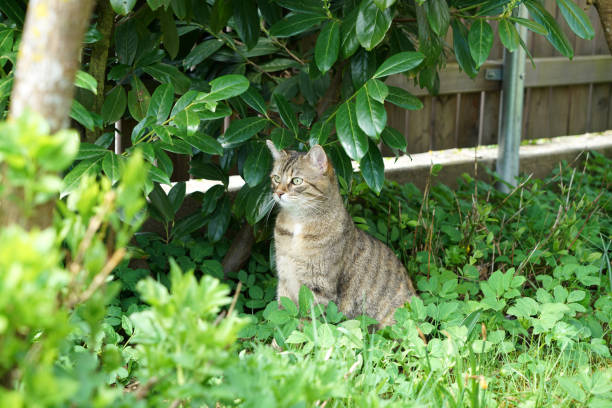 istock Gray striped cat sits and waits for what the day will bring 1169927709