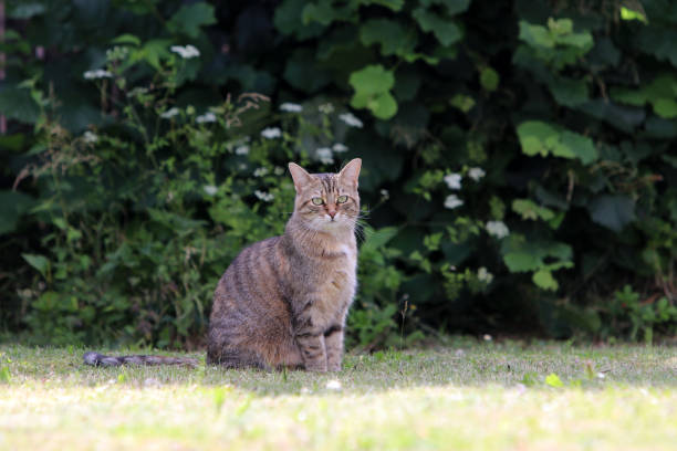 istock Gray striped cat sits and waits for what the day will bring 1169927763