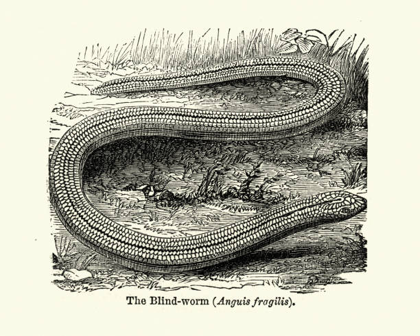 anguis fragilis, głuchy adder, slowworm, blindworm, legless jaszczurka - european adder illustrations stock illustrations