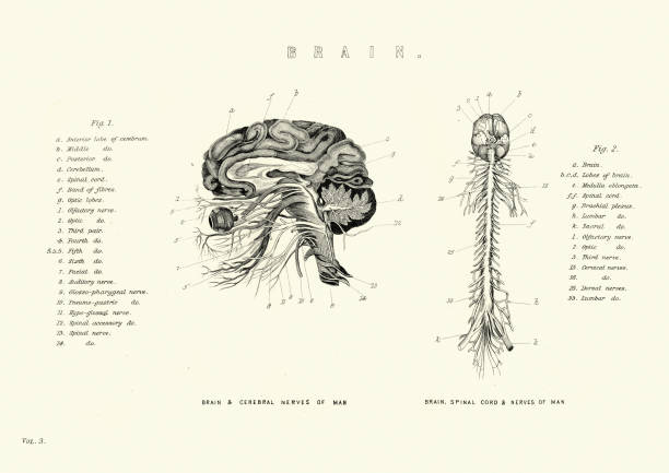 viktorianisches anatomisches diagramm des gehirns und rückenmarks, nerven - medizinische zeichnung stock-grafiken, -clipart, -cartoons und -symbole