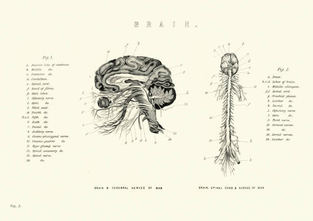 Victorian anatomical diagram of the brain and spinal cord, nerves Vintage engraving of Victorian anatomical diagram of the brain, spinal cord and nerves 19th Century vintage medical diagrams stock illustrations