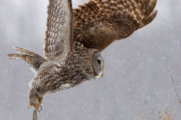 istock Great Gray Owl, Strix nebulosa, wings extended 1169929160
