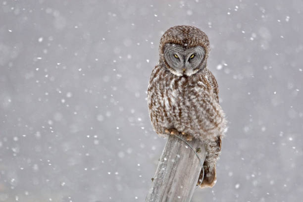 istock Great Gray Owl, Strix nebulosa, staring 1169929186