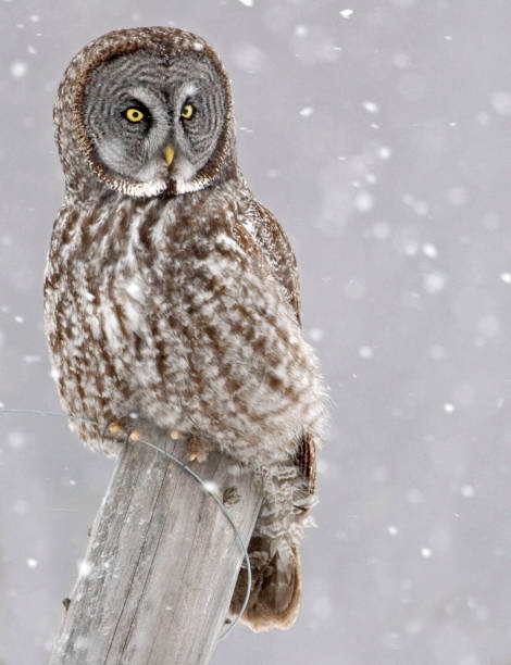 istock Great Gray Owl, Strix nebulosa, stares at viewer 1169929225