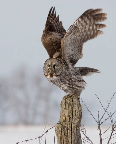 istock Great Gray Owl, Strix nebulosa, liftoff 1169929227