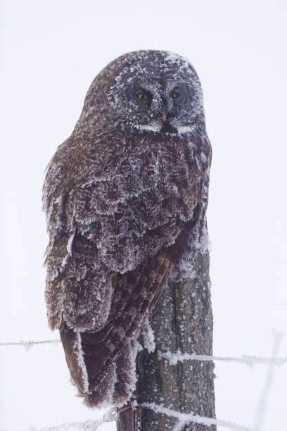 istock Great Gray Owl, Strix nebulosa,, covered in frost 1169929230
