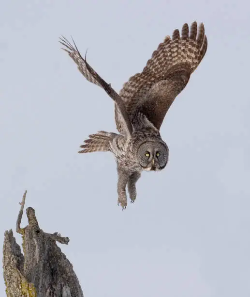A Vertical of Great Gray Owl, Strix nebulosa, liftoff