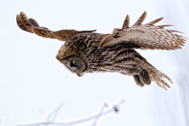 istock Great Gray Owl, Strix nebulosa, in flight 1169929264