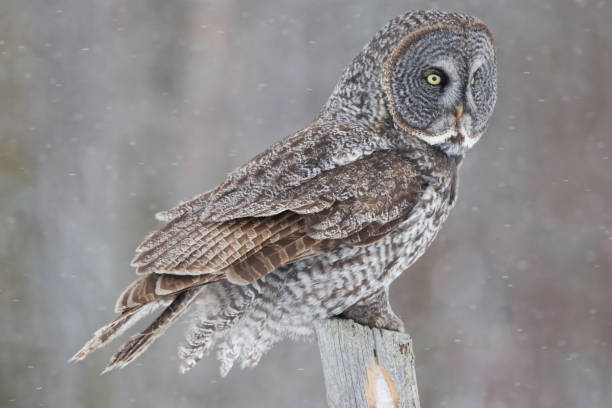 istock Great Gray Owl, Strix nebulosa, in blizzard 1169929314
