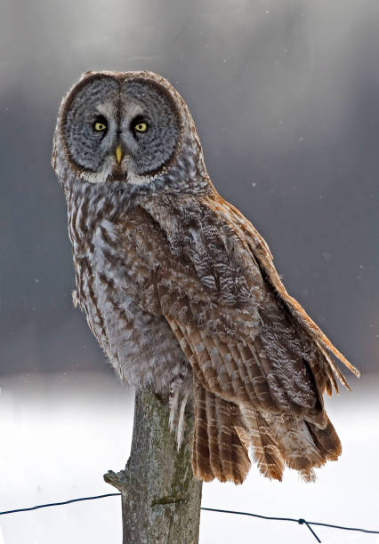 istock Great Gray Owl, Strix nebulosa, perched 1169929345