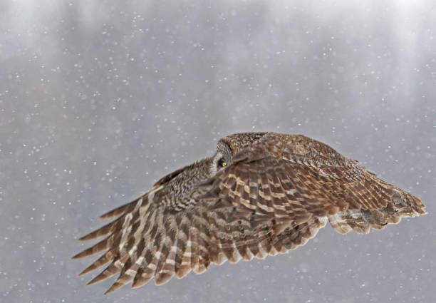 istock Great Gray Owl, Strix nebulosa, wings extended in flight 1169929352