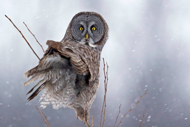 istock Great Gray Owl, Strix nebulosa, stares back 1169929356