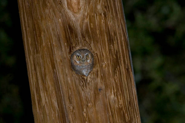 elf owl, micrathene whitneyi, nesting in a post - night perching owl imagens e fotografias de stock