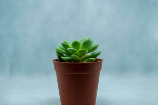 istock the Growing cactus in the clear background 1169929428