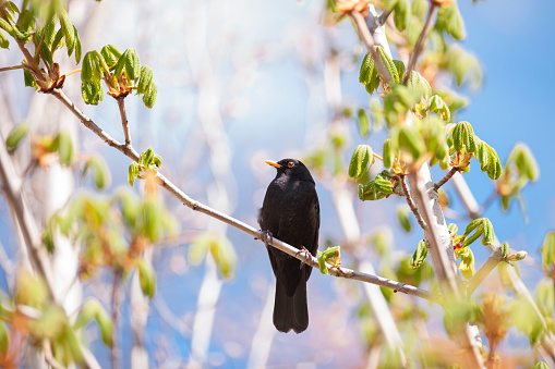 Blackbird sitting on branch with fresh green spring leaves on a sunny day in spring (May) in Bergen, Norway. Shallow depth of field with focus placed over the left eye of the bird. The background is blurred.